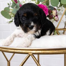 Flora - Tri-color female Cavapoo puppy in Virginia Beach, Virginia from Son Kissed Puppy Co