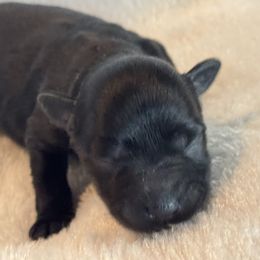 Girl 3 - Black female Miniature Schnauzer puppy in Independence, Missouri from Crown Schnauzers KC