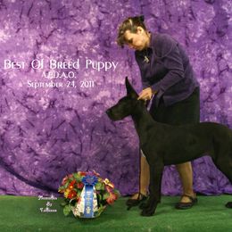 Great Dane Puppies from Dunn Right Ranch