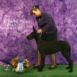 Great Dane Puppies from Dunn Right Ranch