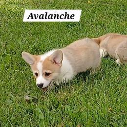 Avalanche - Red male Pembroke Welsh Corgi puppy in Redfield, Kansas from Owenby's Corgi's