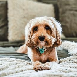 Nova - Goldendoodle
