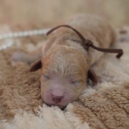 Leo - Cream male Goldendoodle puppy in Naples, Florida from Goldendoodles Of Naples,INC