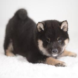 Tiki 🩵 Black and Tan Boy - Black and tan male Shiba Inu puppy in Neosho, Missouri from Sunny Terrace Shibas