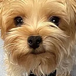 Maltese, Poodles, Shih Tzus, and Yorkshire Terriers from Deborah Richards yorkies