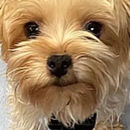 Maltese, Poodles, Shih Tzus, and Yorkshire Terriers from Deborah Richards yorkies