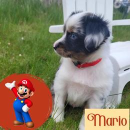 Miniature Australian Shepherd Puppies from Wonderland Aussies