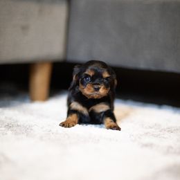 Cavalier King Charles Spaniel Puppies from Tsarevich Goldens and Cavaliers