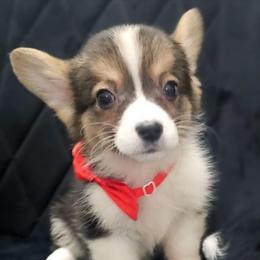 Knight -Boy - 3rd Born - White and black male Pembroke Welsh Corgi puppy in Tomball, Texas from Larsen Loved Corgis