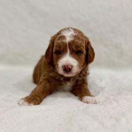 Teddy boy - Red  male Goldendoodle puppy in Rio Linda, California from Plush Doodles