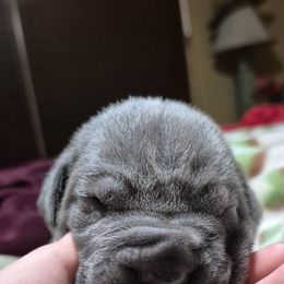 Boy 1 - Gray male Cane Corso puppy in Dunnellon, Florida from Touch of Spice Kennels