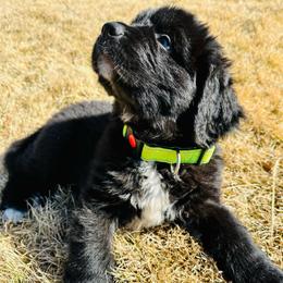 Boy 5 - ACK Registered Neon Yellow - Black male Newfoundland puppy in Marshall, Missouri from Majestic Gentle Giants