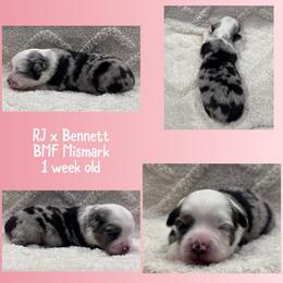 Icee - Blue merle female Toy Australian Shepherd puppy in Stephenville, Texas from Rising JM Pembrokes