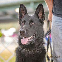 Bronson - German Shepherd