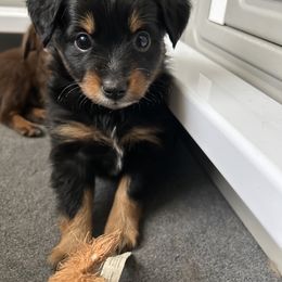 Miniature Australian Shepherd Puppies from Grace River Aussies