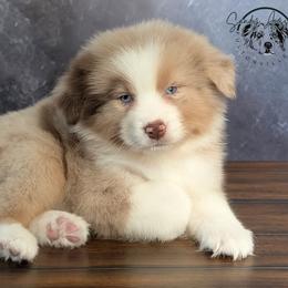 Givenchy - Red merle male Australian Shepherd puppy in Fultonville, New York from Sandy Aussies & Pomeranians