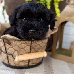 Spruce - Black male Miniature Schnauzer puppy in Meridian, Mississippi from Hillside Kennels