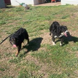 Aussiedoodle, Australian Shepherd, and Catahoula Leopard Dog All Grown Up from C&S Kennels