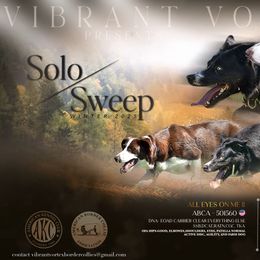Border Collie puppies from Vibrent Vortex