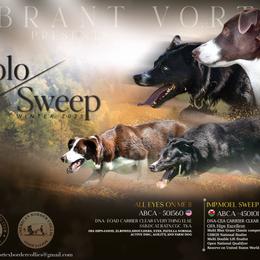 Border Collie puppies from Vibrent Vortex