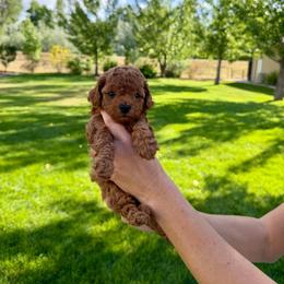 Woody - Red male Cavapoo puppy in Spanish Fork, Utah from Sugar Doodles Pups