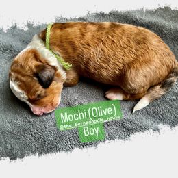 Bernedoodle Puppies from The Bernedoodle House