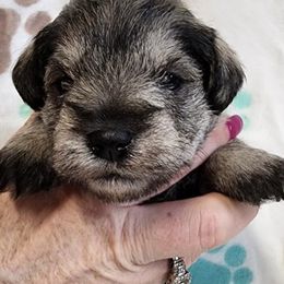 Miniature Schnauzer Puppies from Sweet Home Schnauzers