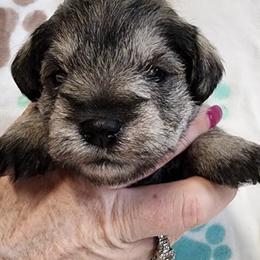 Miniature Schnauzer Puppies from Sweet Home Schnauzers