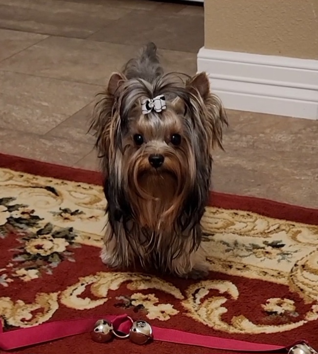 BROOKS - Yorkshire Terrier