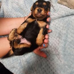 Braut - Black and tan male Dachshund puppy in Fruita, Colorado from 3 B's Breeding