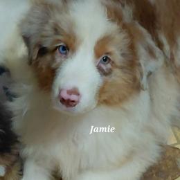 JAMIE - Red merle male Australian Shepherd puppy in Elk Creek, Missouri from Hearts on Fire Australian Shepherds
