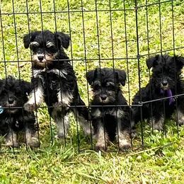 Miniature Schnauzers from Double S