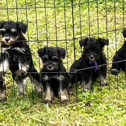 Miniature Schnauzers from Double S