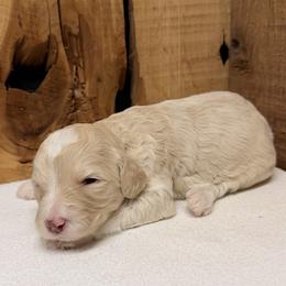 Girl 5 - Cream female Aussiedoodle puppy in Lavonia, Georgia from H & A Kennels