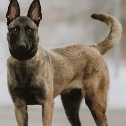 Valen - French Bulldog