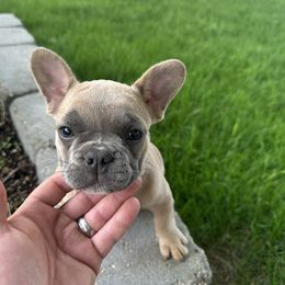 Lilac - Fawn female French Bulldog puppy in Rapid City, South Dakota from Frontier Frenchies, LLC