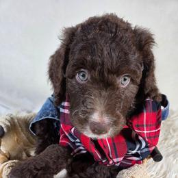 Baloo - Brown and white male Aussiedoodle puppy in Haleyville, Alabama from The Cuddly Dood Ranch