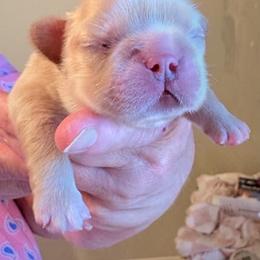 Pinky - Fawn brindle and white male French Bulldog puppy in Miami, Oklahoma from Destiny Jones