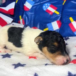 Third-Born Boy - White black and tan male Wire Fox Terrier puppy in Ennis, Texas from Syrayed Farm