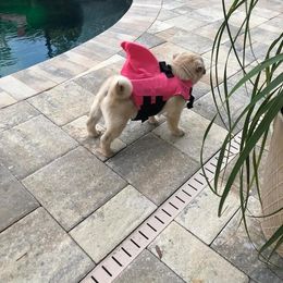 Pug Puppies from Pickwick Pugs