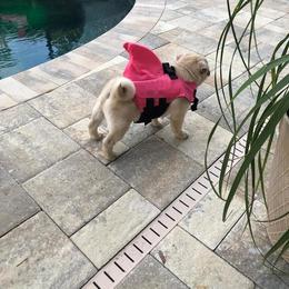 Pug Puppies from Pickwick Pugs