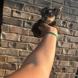 Boy 1 - Black and tan male Yorkshire Terrier puppy in Mobile, Alabama from Ace of Spades Yorkies