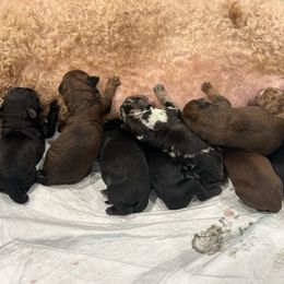 Girl 4 - Black female Whoodle puppy in Pima, Arizona from Schmidt's K9s