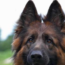 Uganda - German Shepherd