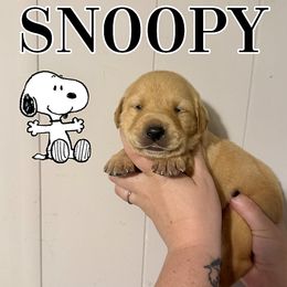 SNOOPY - Yellow male Labrador Retriever puppy in Water Valley, Mississippi from Three Lakes Labs & WHDs