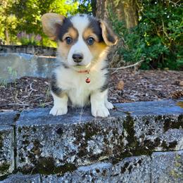 Geranium - Black and tan female Pembroke Welsh Corgi puppy in Fortine, Montana from North Star Pembroke Welsh Corgi's