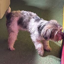 Vaida - Yorkshire Terrier