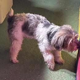 Vaida - Yorkshire Terrier