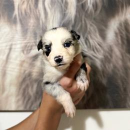 Laredo - Blue merle male Miniature Australian Shepherd puppy in Tucson, Arizona from Soqui Ortiz Cattle Ranch