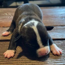 Boy 1 - Black male American Pit Bull Terrier puppy in Lakewood, Washington from Perrault Kennels